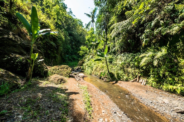 Une belle vue sur l'emplacement du sentier à Bali Indonésie