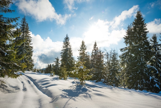 Belle vue sur des épinettes vertes majestueuses