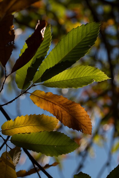 Belle vue sur les feuilles de châtaignier.