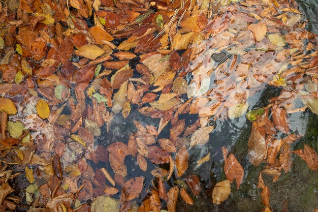 Une belle vue des feuilles dans la forêt d'automne