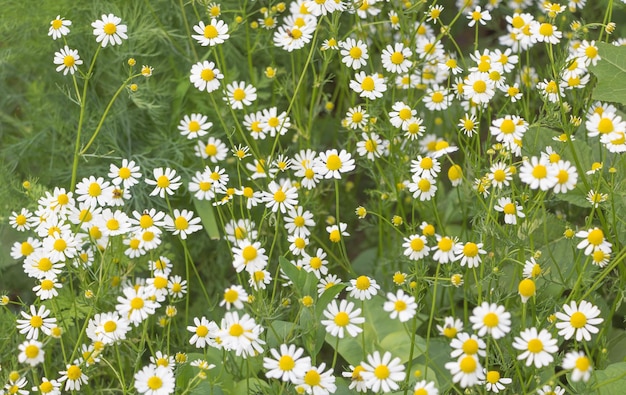 Belle vue sur les fleurs de camomille dans le champ pendant la journée