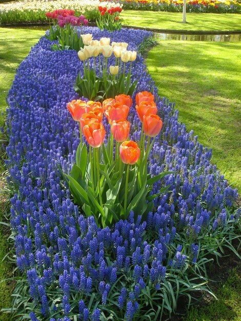 Belle vue sur les fleurs dans le parc de printemps Keukenhof Pays-Bas