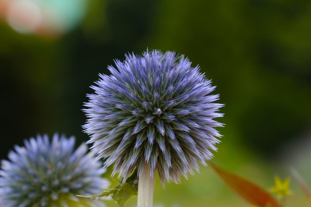 Belle vue sur les fleurs vertes du jardin au printemps