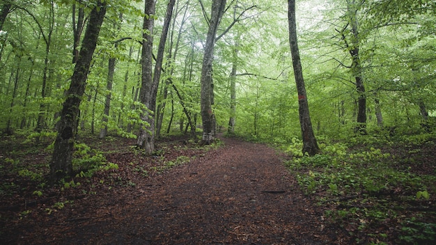 Belle vue. Forêt au printemps