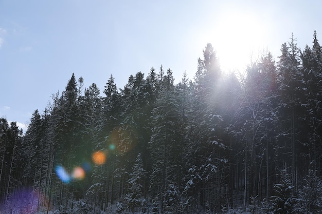 Belle vue sur la forêt de conifères le matin d'hiver