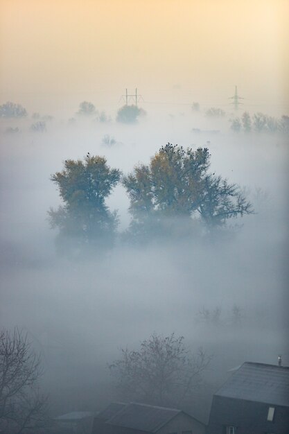 Belle vue sur la forêt couverte de brouillard tôt le matin avant le lever du soleil