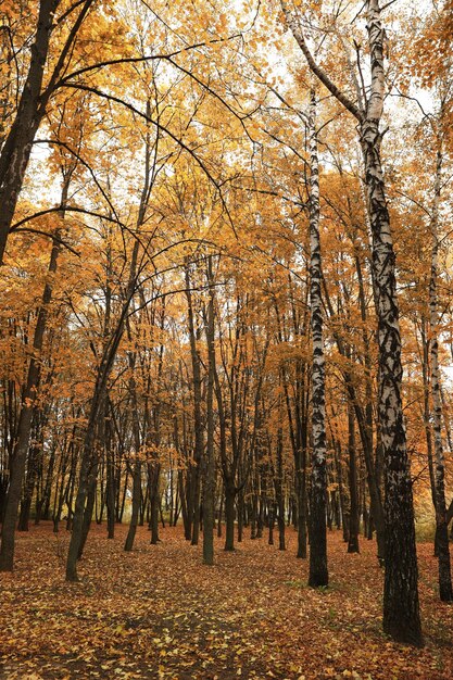 Belle vue sur la forêt le jour de l'automne