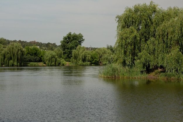 Belle vue sur la forêt et le lac