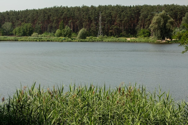 Belle vue sur la forêt et le lac