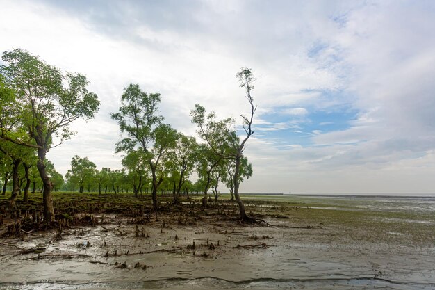 Belle vue sur la forêt de mangroves et la plage de la mer populaire à Guliakhali Sea Beach Muradpur Sitakunda Division de Chittagong Bangladesh