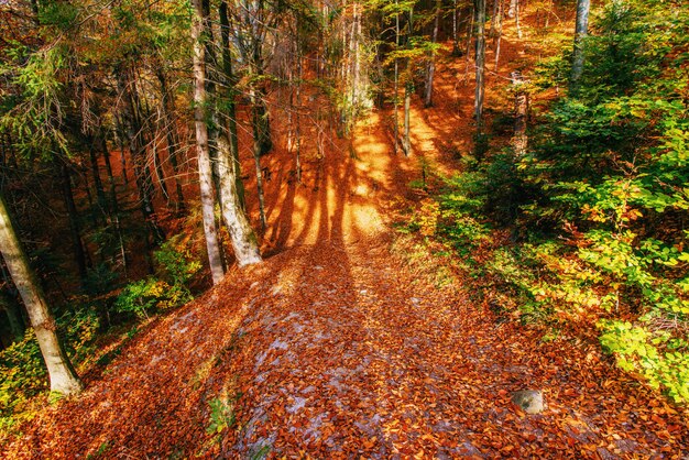 Belle vue sur la forêt par une journée ensoleillée.