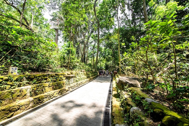 Une belle vue sur la forêt des singes située à Bali en Indonésie
