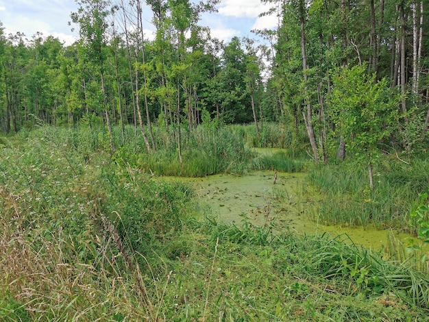 Une belle vue sur la forêt verte et les marécages contre le ciel bleu. Nature de la Biélorussie. Paysage pour mosaïque, texture, arrière-plan, site Web, publicité.