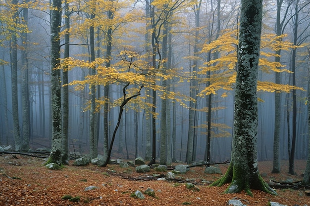 Belle vue sur les hauts arbres de la forêt à l'automne dans un petit brouillard