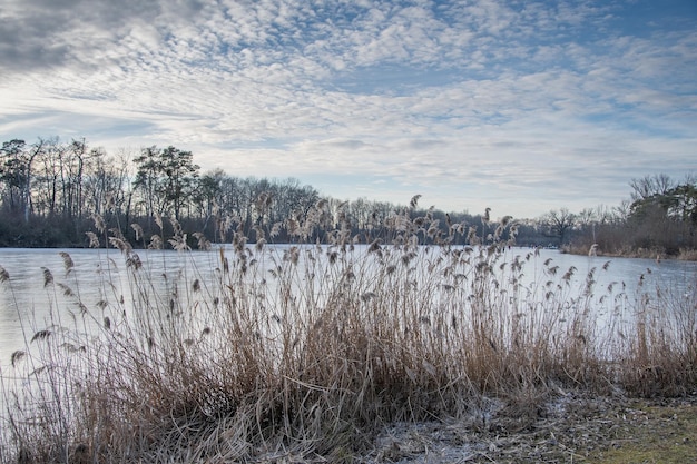 belle vue d'hiver sur un lac à Ingolstdt en Allemagne canards et cygnes gelés sur un lac d'hiver