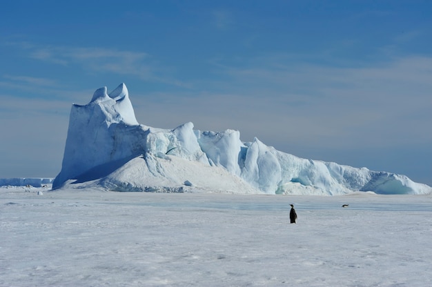 Belle vue sur les icebergs Snow Hill Antarctique