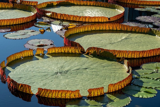 Belle vue sur l'immense lotus flottant, nénuphar géant amazonien