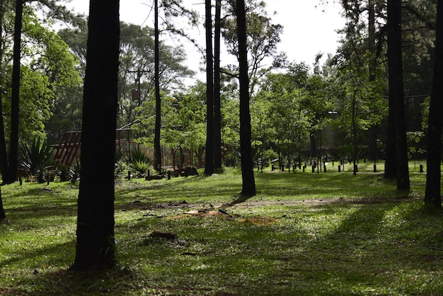 Une belle vue sur le jardin botanique de brasilia au brésil