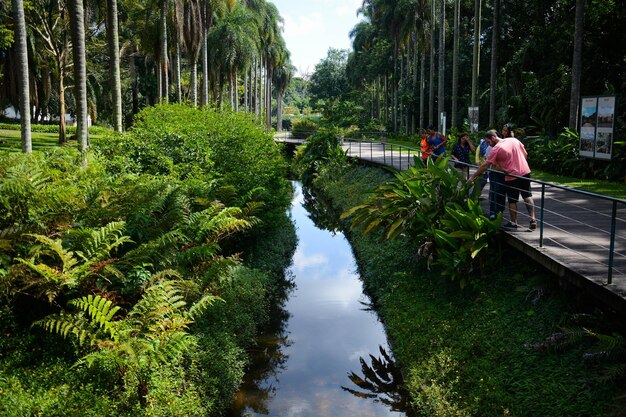 Une belle vue sur le jardin botanique situé à Sao Paulo Brésil