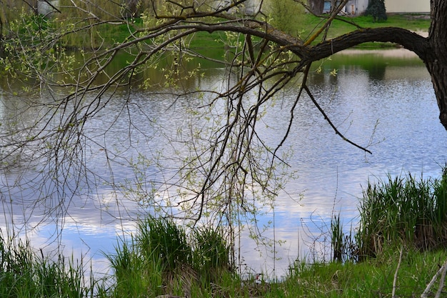 belle vue sur le lac dans le parc