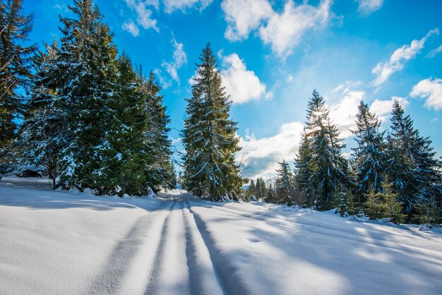 Belle vue sur de majestueuses épinettes vertes en congères d'hiver contre un ciel bleu