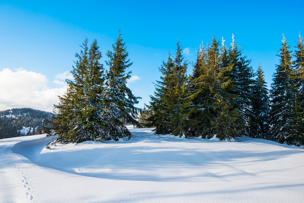 Belle vue sur de majestueuses épinettes vertes poussant sur une colline en congères d'hiver contre un ciel bleu et des nuages blancs sur une journée d'hiver glaciale ensoleillée.