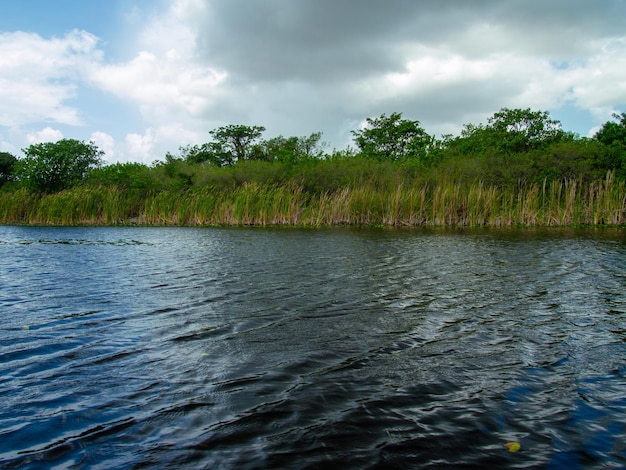 Une belle vue sur le marais des Everglades en été