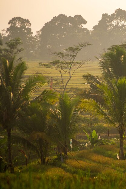 belle vue matinale de l'Indonésie sur les montagnes et la forêt tropicale