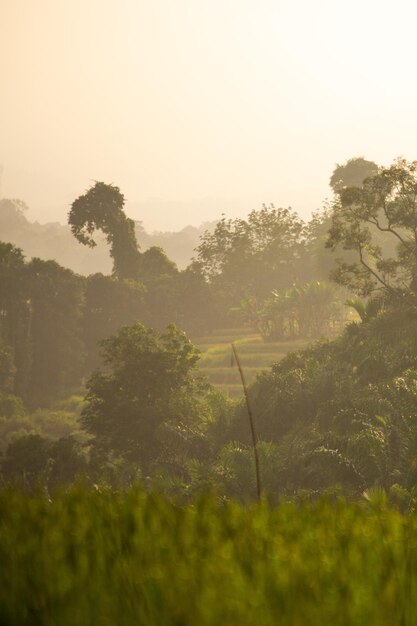 belle vue matinale de l'Indonésie sur les montagnes et la forêt tropicale