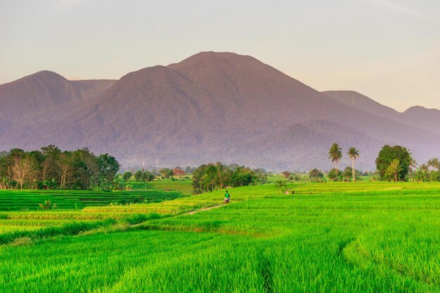 belle vue matinale de l'Indonésie sur les montagnes et la forêt tropicale