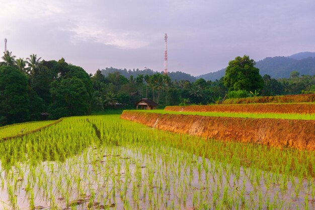 belle vue matinale de l'Indonésie sur les montagnes et la forêt tropicale