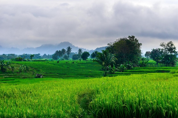 Photo belle vue matinale de l'indonésie sur les montagnes et la forêt tropicale