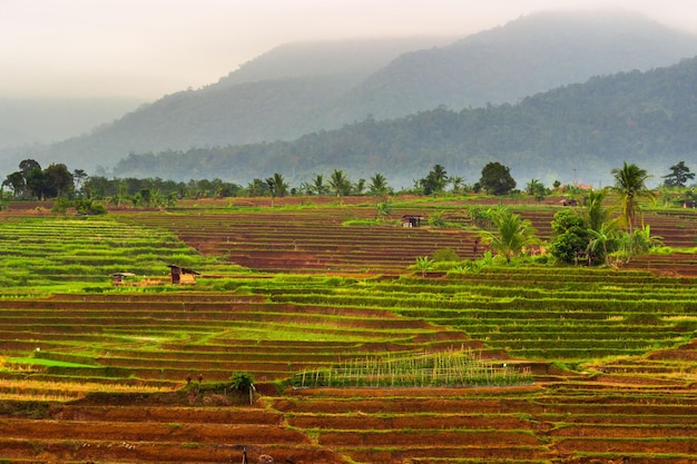 Photo belle vue matinale de l'indonésie sur les montagnes et la forêt tropicale