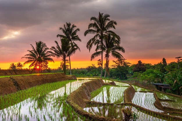 Photo belle vue matinale de l'indonésie sur les montagnes et la forêt tropicale