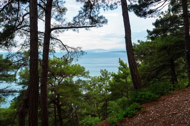 Belle vue sur la mer depuis la forêt de pins sur la falaise en été