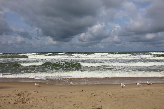 belle vue sur la mer les embruns l'écume de mer et les mouettes sur le sable