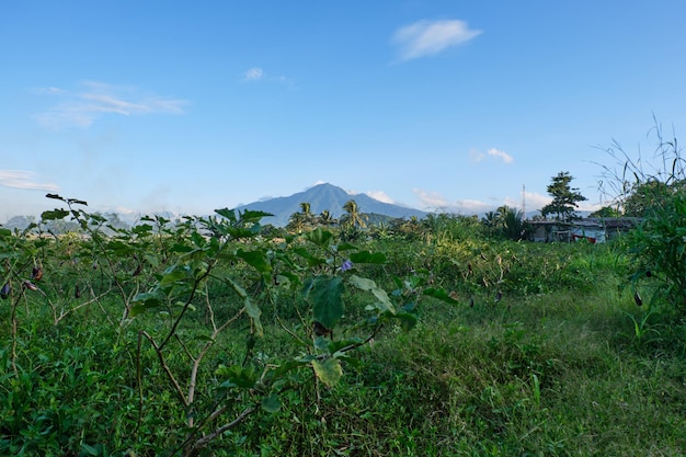 La belle vue sur le mont Salak accompagnée d'une étendue d'aubergines par un après-midi ensoleillé