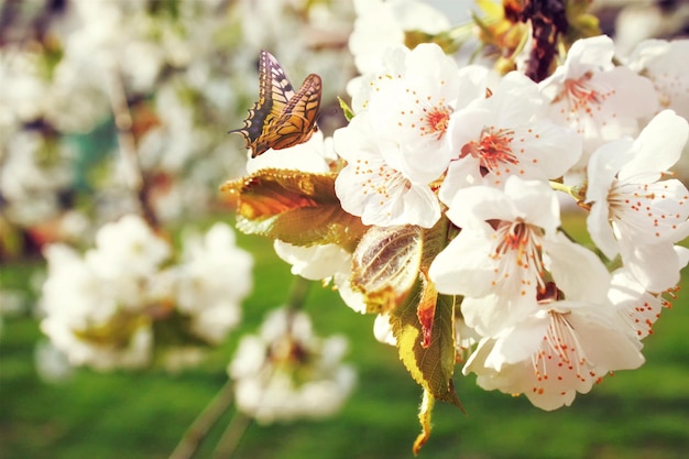 Belle vue sur la nature des arbres à fleurs printanières sur fond flou