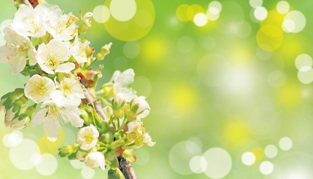 Belle vue sur la nature des arbres à fleurs printanières sur fond flou