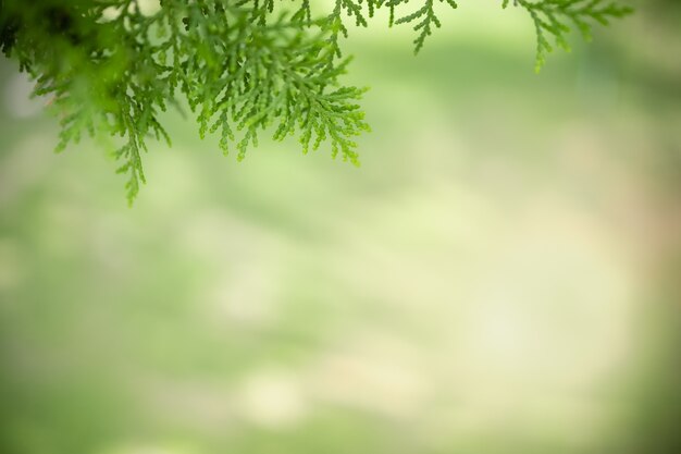 Belle vue de la nature attrayante de la feuille verte sur fond de verdure floue dans le jardin avec copie espace en utilisant comme arrière-plan le paysage naturel des plantes vertes, l'écologie, le concept de papier peint frais.