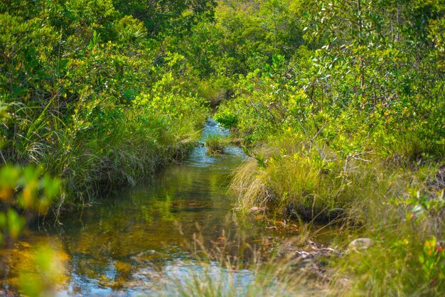 Photo une belle vue sur la nature à chapada dos veadeiros situé à alto paraiso goias brésil