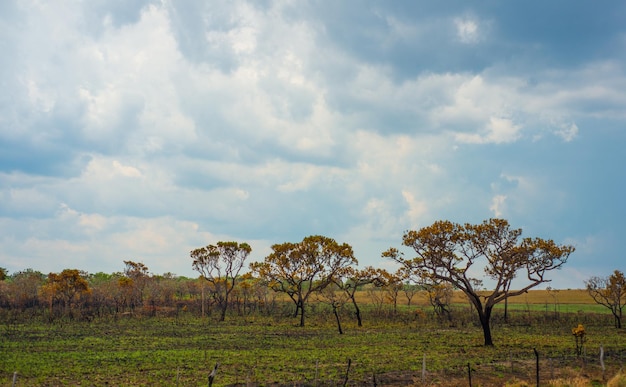 Une belle vue sur la nature à Chapada dos Veadeiros situé à Alto Paraiso Goias Brésil