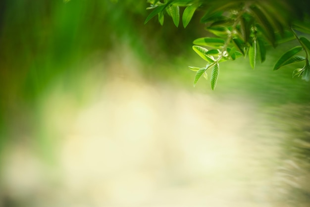 Photo belle vue sur la nature feuille verte sur fond de verdure floue sous la lumière du soleil avec bokeh et espace de copie en utilisant comme arrière-plan plantes naturelles paysage écologie concept de papier peint