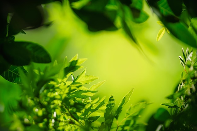 Belle vue sur la nature feuille verte sur fond de verdure floue sous la lumière du soleil avec bokeh et ombre et espace de copie en utilisant comme arrière-plan plantes naturelles paysage écologie concept de papier peint