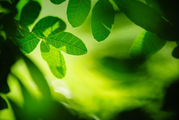 Photo belle vue sur la nature feuille verte sur fond de verdure floue sous la lumière du soleil avec bokeh et ombre et espace de copie en utilisant comme arrière-plan plantes naturelles paysage écologie concept de papier peint