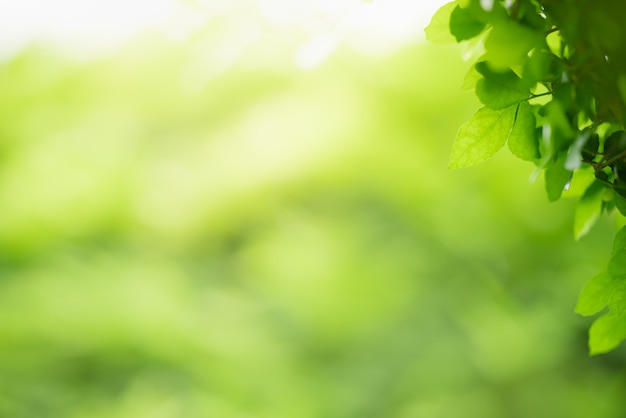 Photo belle vue sur la nature feuille verte sur fond de verdure floue sous la lumière du soleil avec bokeh