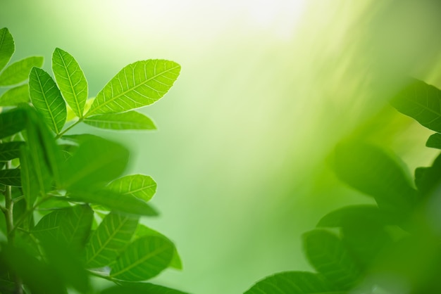 Belle vue sur la nature feuille verte sur fond de verdure floue sous la lumière du soleil avec bokeh