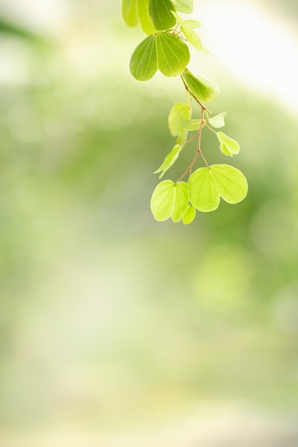 Belle vue sur la nature feuille verte sur fond de verdure floue sous la lumière du soleil avec bokeh