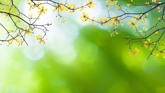 Belle vue sur la nature de fleur jaune en fleurs sur fond vert bokeh dans le jardin et la lumière du soleil avec espace de copie en utilisant comme arrière-plan paysage de plantes vertes naturelles Concept de papier peint frais