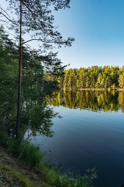 Photo belle vue sur la nature de la forêt sur la rive du lac derrière les pins